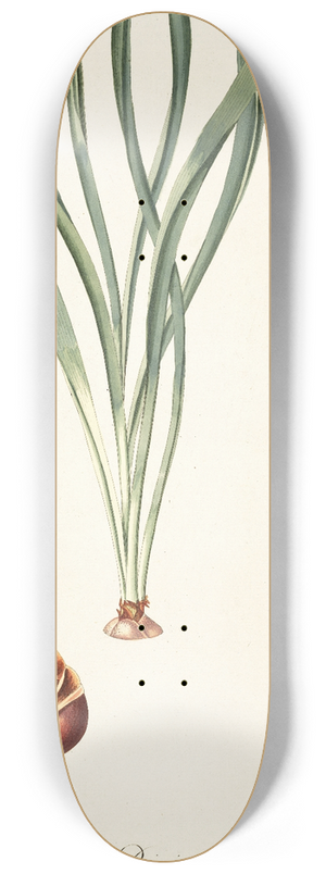 Nikolaus Joseph Freiherr von Jacquin - Drimia elata 8.25 inch art skate deck