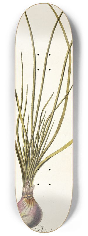 Nikolaus Joseph Freiherr von Jacquin - Drimia media 8.25 inch art skate deck