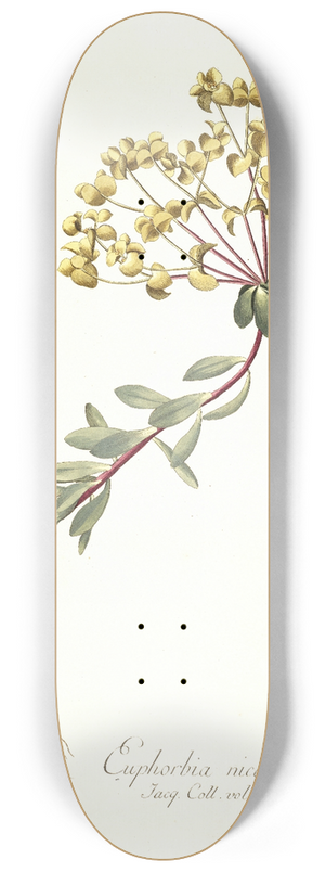 Nikolaus Joseph Freiherr von Jacquin - Euphorbia nicaeensis 8.25 inch art skate deck