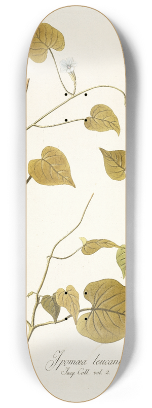 Nikolaus Joseph Freiherr von Jacquin - Ipomoea leucantha 8.25 inch art skate deck