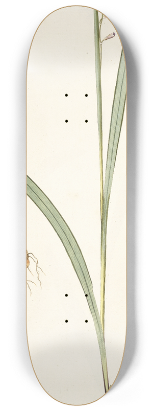 Nikolaus Joseph Freiherr von Jacquin - Ixia lancea 8.25 inch art skate deck