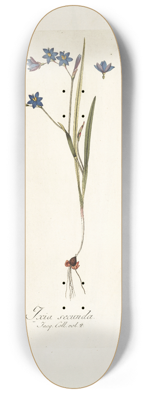 Nikolaus Joseph Freiherr von Jacquin - Ixia secunda 8.25 inch art skate deck