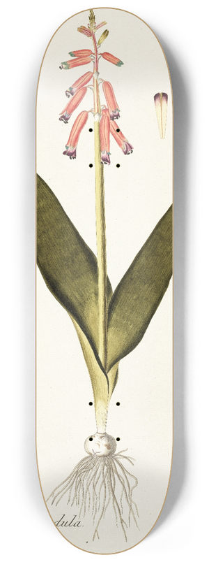 Nikolaus Joseph Freiherr von Jacquin - Lachenalia pendula 8.25 inch art skate deck