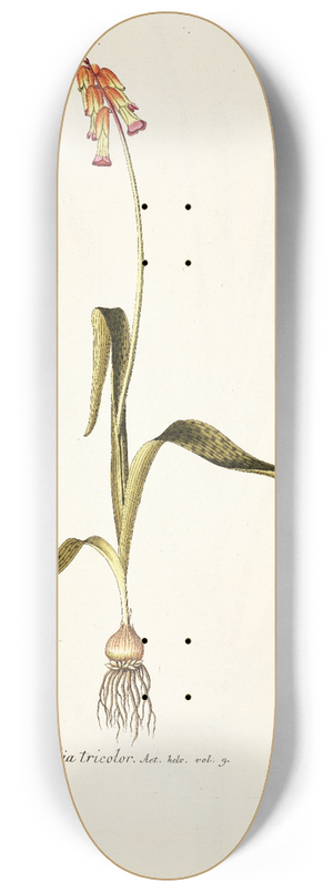 Nikolaus Joseph Freiherr von Jacquin - Lachenalia tricolor 8.25 inch art skate deck