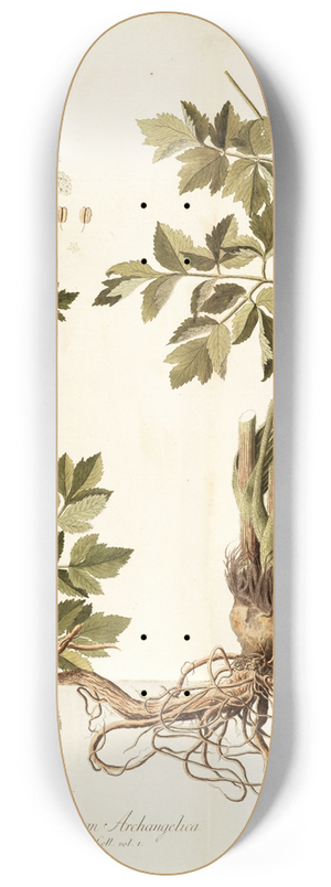 Nikolaus Joseph Freiherr von Jacquin - Laserpitium archangelica 8.25 inch art skate deck