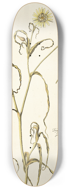 Nikolaus Joseph Freiherr von Jacquin - Tragopogon undulatus 8.25 inch art skate deck