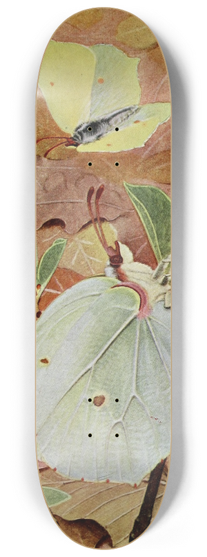 Paul-Andre Robert - Le Citron 8.25 inch art skate deck