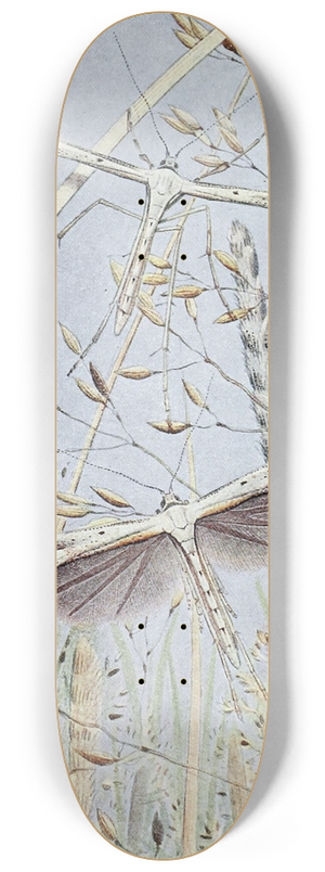 Paul-Andre Robert - Le Ptrophore Ptrodactyle 8.25 inch art skate deck