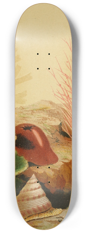Philip Henry Gosse - The Smooth Anemone 8.25 inch art skate deck