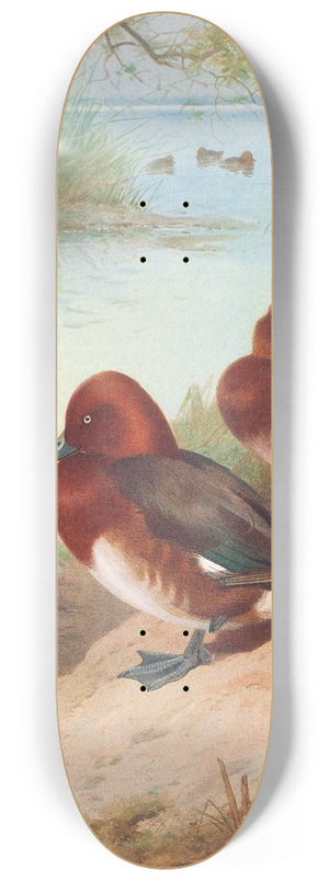 Archibald Thorburn - Ferruginous Duck 8.25 inch art skate deck