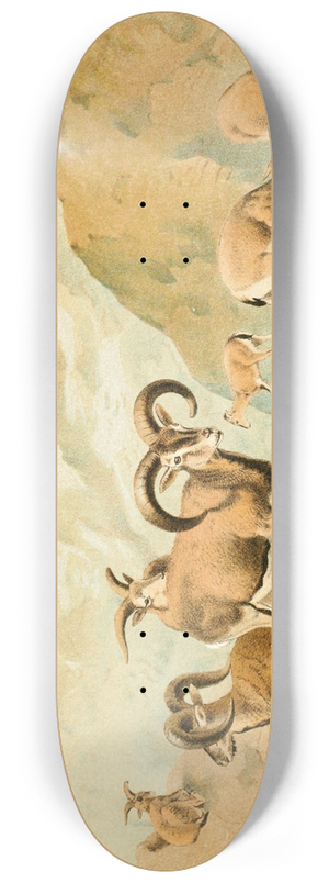 Pierre Jacques Smit - Bharal 8.25 inch art skate deck