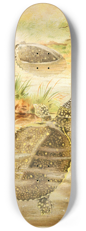 Pierre Jacques Smit - Soft river tortoises 8.25 inch art skate deck
