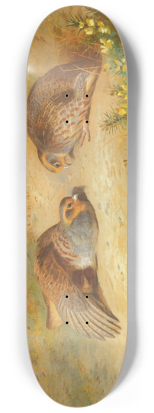 Archibald Thorburn - Grey Partridge 8.25 inch art skate deck