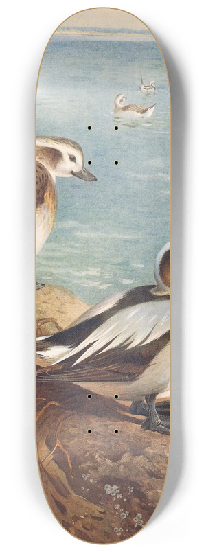 Archibald Thorburn - Long-Tailed Duck (Winter) 8.25 inch art skate deck