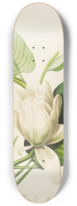 Pierre Joseph Redout - Description des plantes rares cultivees a Malmaison et a Navarre Pl.33 8.25 inch art skate deck