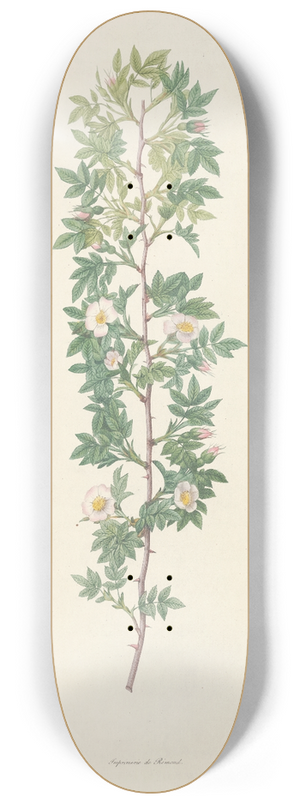 Pierre Joseph Redout - Rosa Aciphylla 8.25 inch art skate deck
