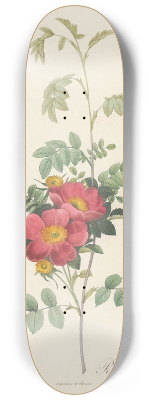Pierre Joseph Redout - Rosa Alpina Debilis 8.25 inch art skate deck