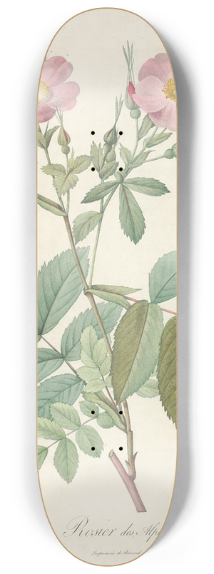 Pierre Joseph Redout - Rosa Alpina Laevis 8.25 inch art skate deck