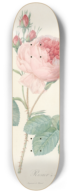 Pierre Joseph Redout - Rosa Centifolia 8.25 inch art skate deck