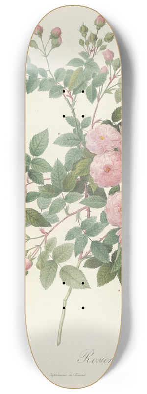 Pierre Joseph Redout - Rosa Multiflora Carnea 8.25 inch art skate deck