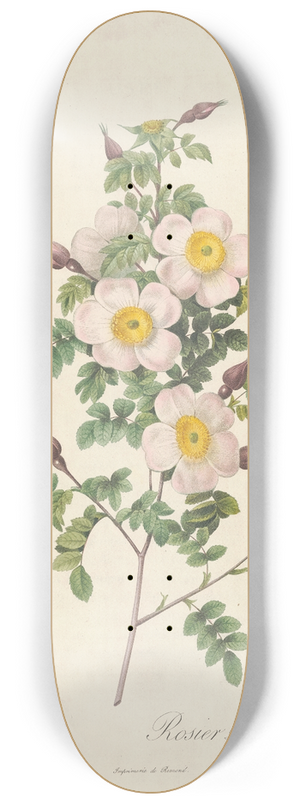 Pierre Joseph Redout - Rosa Pimpinellifolia Inermis 8.25 inch art skate deck
