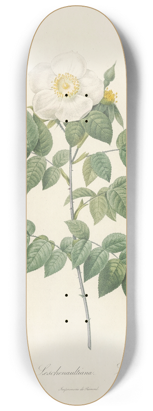Pierre Joseph Redout - Rosa Sempervirens Leschenaultiana 8.25 inch art skate deck