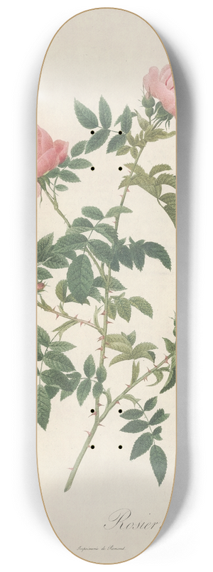 Pierre Joseph Redout - Rosa Sepium Flore Submultiplici 8.25 inch art skate deck