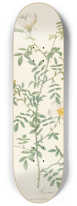 Pierre Joseph Redout - Rosa Sepium Myrti Folia 8.25 inch art skate deck