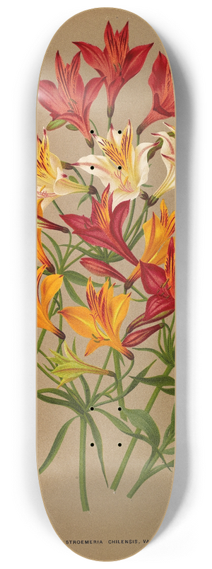 Arentina Hendrica Arendsen - Alstroemeria Chilensis, Varr. 8.25 inch art skate deck