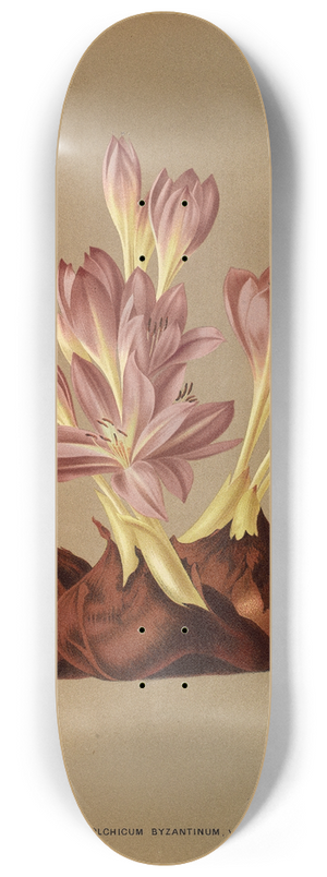 Arentina Hendrica Arendsen - Colchicum Byzantinum, Varr. 8.25 inch art skate deck