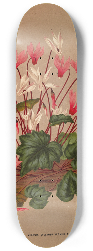 Arentina Hendrica Arendsen - Cyclamen Vernum. Cyclamen Vernum Flore Albo. 8.25 inch art skate deck