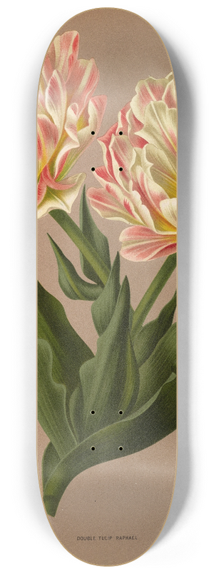 Arentina Hendrica Arendsen - Double Tulip Raphael. 8.25 inch art skate deck