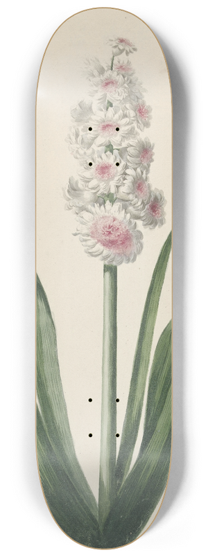 Pieter van Loo - Bloeiende hyacint 8.25 inch art skate deck Pieter van Loo - Bloeiende hyacint 8.25 inch art skate deck