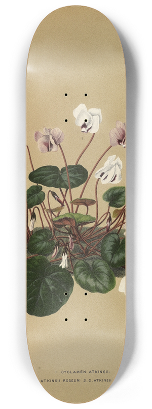 Arentina Hendrica Arendsen - I. Cyclamen Atkinsii.  2.C. Atkinsii Roseum 3.C.Atkinsii Purpureum 8.25 inch art skate deck