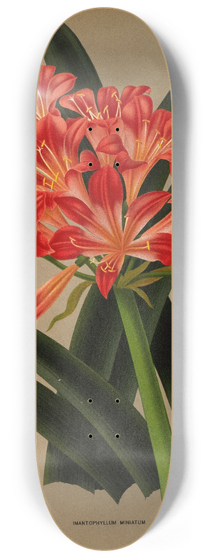 Arentina Hendrica Arendsen - Imantophyllum Miniatum 8.25 inch art skate deck