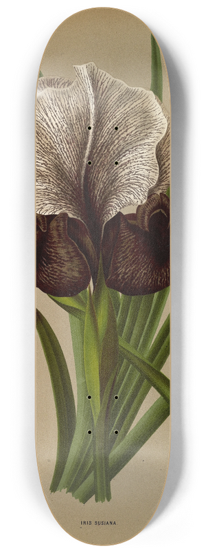 Arentina Hendrica Arendsen - Iris Susiana 8.25 inch art skate deck