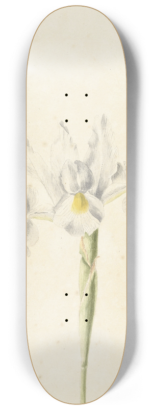 Pieter Withoos - Witte iris 8.25 inch art skate deck Pieter Withoos - Witte iris 8.25 inch art skate deck