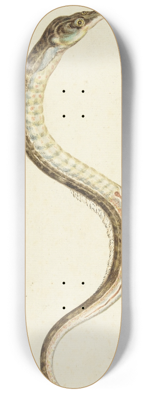 Pieter Withoos - Zeenaald (Syngnatus Acus) 8.25 inch art skate deck Pieter Withoos - Zeenaald (Syngnatus Acus) 8.25 inch art skate deck