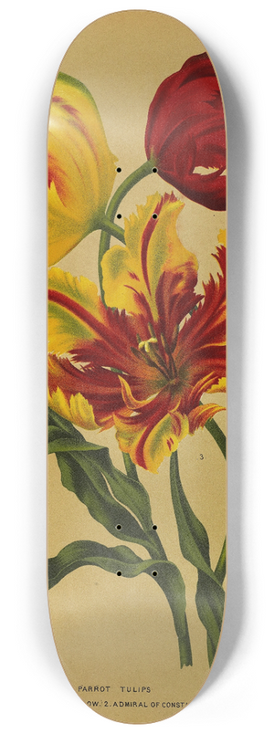 Arentina Hendrica Arendsen - Parrot Tulips 8.25 inch art skate deck