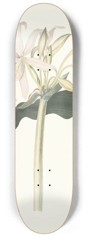 Priscilla Susan Bury - Amaryllis Aulica 8.25 inch art skate deck
