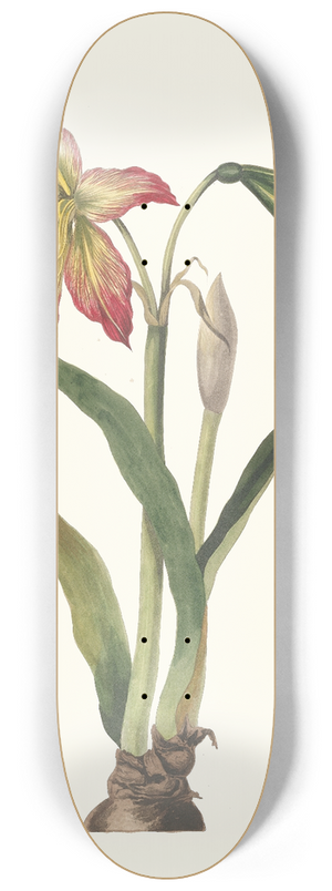 Priscilla Susan Bury - Amaryllis Psittacina 8.25 inch art skate deck