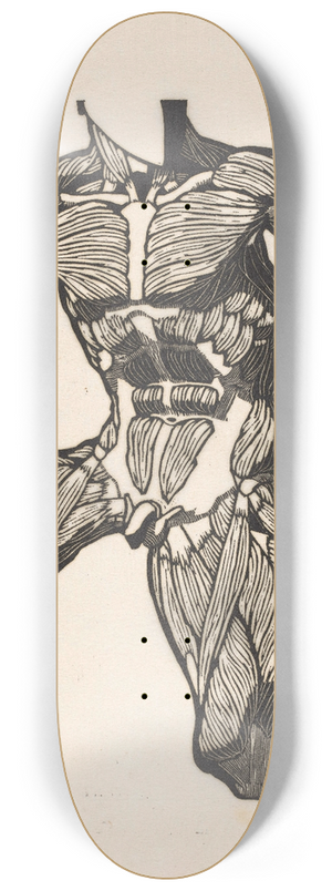 Reijer Stolk - Anatomical study of the neck, abdominal and thigh muscles of a man 8.25 inch art skate deck