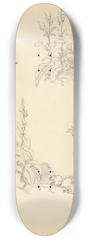 Robert Hills - Study of Foxgloves 8.25 inch art skate deck