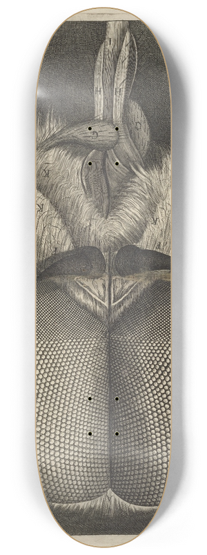 Robert Hooke - Microscopic view of the eyes and head of a drone-fly 8.25 inch art skate deck Robert Hooke - Microscopic view of the eyes and head of a drone-fly 8.25 inch art skate deck