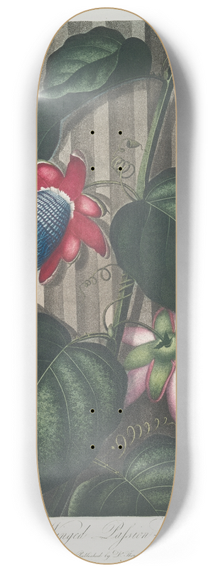 Robert John Thornton - The Winged Passion-Flower. 8.25 inch art skate deck