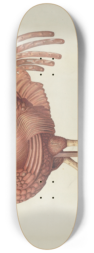 Robert Pohle - Weather Vane 8.25 inch art skate deck