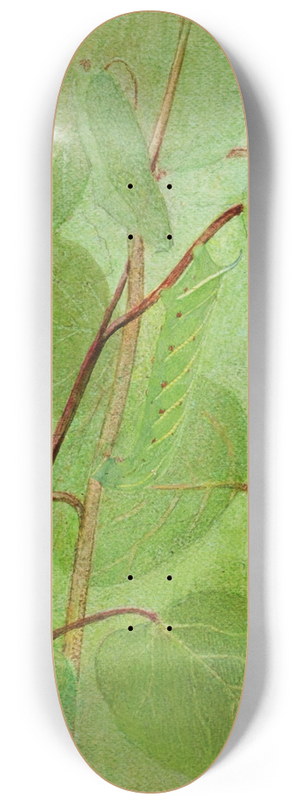 Abbott Handerson Thayer - Sphinx Caterpillar, study for book Concealing Coloration in the Animal Kingdom 8.25 inch art skate deck
