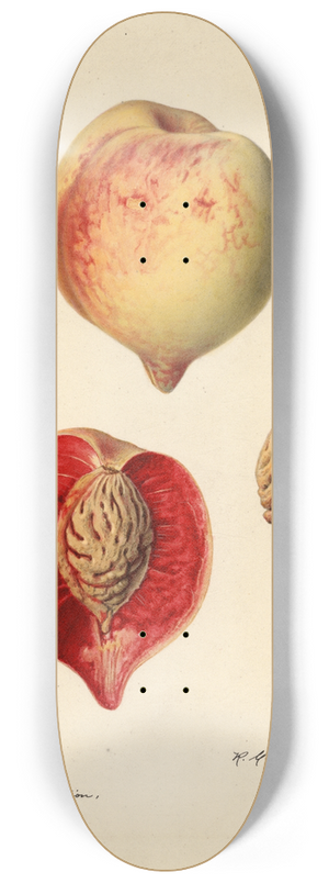 Royal Charles Steadman - Prunus persica 8.25 inch art skate deck