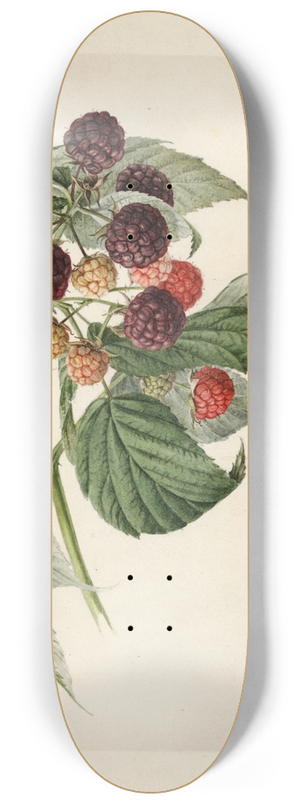 Royal Charles Steadman - Rubus: Haymaker 8.25 inch art skate deck