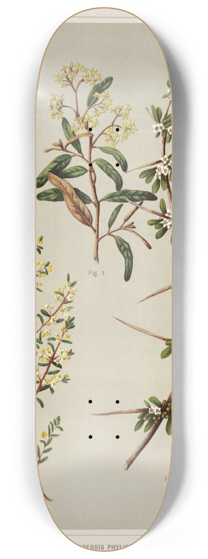 Sarah Featon - 1. Pomaderris, New Species. 2. Pomaderris phylicifolia. 3. Discaria toumatou. Plate 21 8.25 inch art skate deck